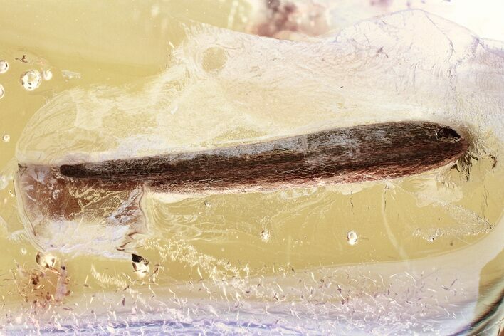 Detailed Fossil Leaf in Baltic Amber #325473